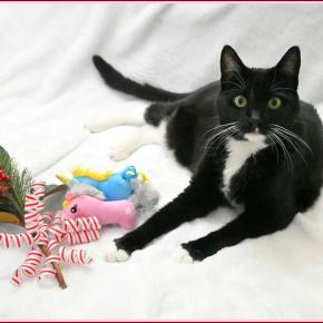 明けましておめでとうございます、2026年、午年年賀状。「ラデツキー行進曲」