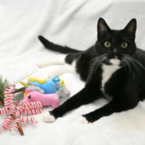 2026年年賀状写真撮影セッションでは…。ウィーンフィル・ニューイヤーコンサート2026「美しく青きドナウ」