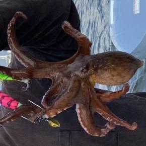 出ました2kg！渋々のタコ釣行6月22日釣果