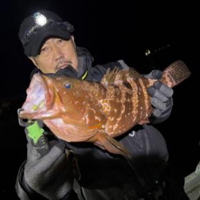 でました良型キジハタ！まだ釣れますね！12月16日釣果