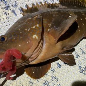 雨の合間にロックフィッシュ釣行12月20日釣果情報