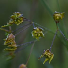 スズサイコ～夜明けとともに