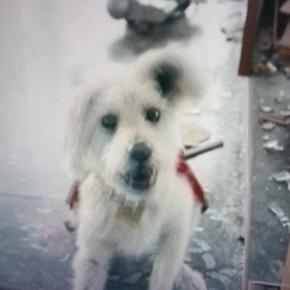 ス－パ－マン＞＞＞クリプト登場