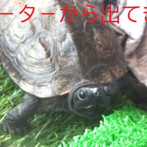 ジェニ－の性格