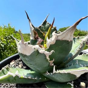 【総額40万円超】2023年5月に買った植物【購入品紹介】