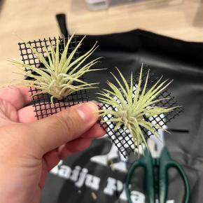 【ダイソー植物】100均のエアプランツ（チランジア）を買ってみました【イオナンタ】
