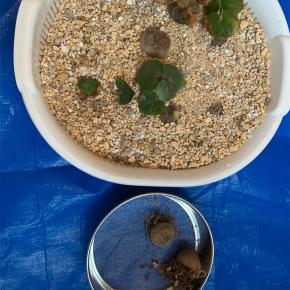 亀甲竜 【ディオスコレア】 植え替え