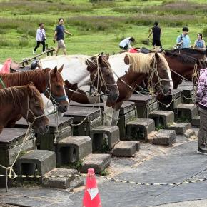 【スタッフブログ】ツーリング旅その5・阿蘇市、草千里ヶ浜は草原と馬！