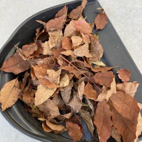 落ち葉掃きで悟る｜狭くて小さい私の心