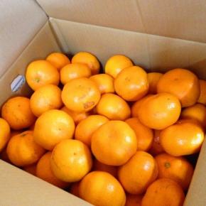 箱みかんの保存に失敗｜パストリーゼでも今年はカビた