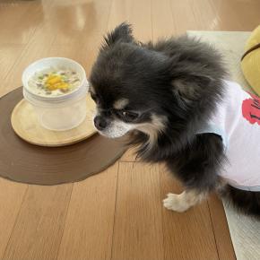 「待て」を自発的にする犬 今日のワンコ