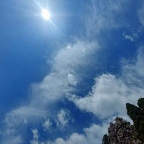 見頃のハナバナ花イロイロ