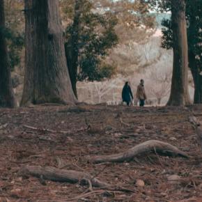 考えすぎる人はなぜ生きづらいのか?奈良公園の鹿に学ぶ、感じて生きる人との違い