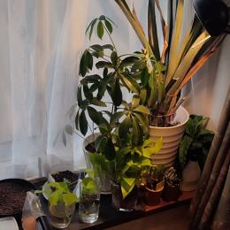 四度目の元旦、二つのカレンダーと