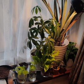 四度目の元旦、二つのカレンダーと