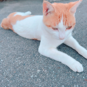 コンビニへ行って猫を愛でる