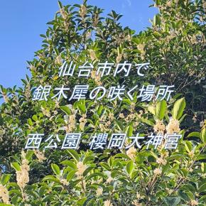 秋の甘い香り✨金木犀の次は銀木犀（ギンモクセイ）🌼仙台で楽しめるおすすめスポット🎉