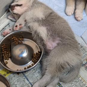 秋田仔犬すくすく成長中