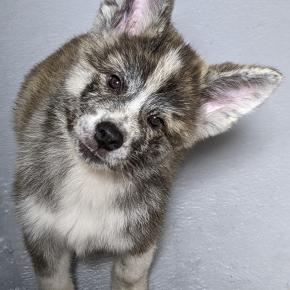 秋田仔犬飼い主様募集中♪
