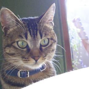 WordPressテーマ Cocoonのテスト投稿です