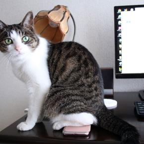 【SEO】ウェブ公開1週間で Microsoft Bingで「島原 お片付け」検索表示1位をゲット