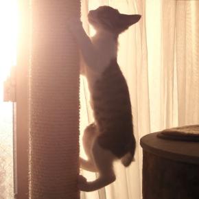 【SEO】検索順位の向上を目指して