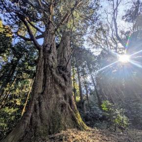 時を超えてそびえ立つ『爺杉』に導かれ真弓神社へ