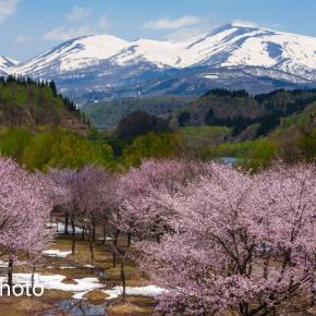 雪の月山と西川町大井沢地区の桜