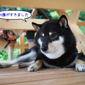 2024.05.26 かしも愛犬村にお友達と その2