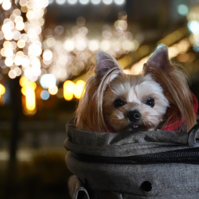 Sony α7Vで撮る、梅田の光と影の芸術✨✨