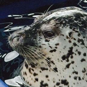 【アザラシ】目を開けるまで