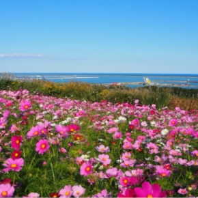 【5歳子連れ旅】アクアワールド茨城県大洗水族館へ②（47都道府県制覇の旅）