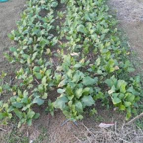 中華麺二人前をぺろり