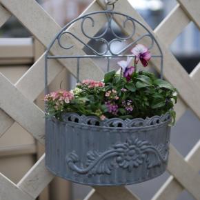 ラナンキュラスラックスの、その後と.....