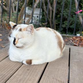 【冬旅・鹿児島】鹿児島旅行中に出会ったねこちゃん達！