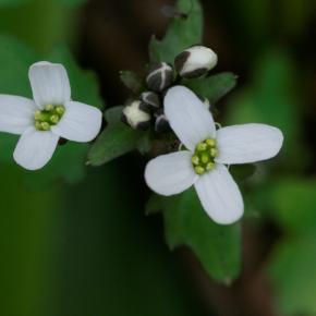 ユリワサビ 百合山葵