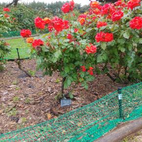 フラワーパーク