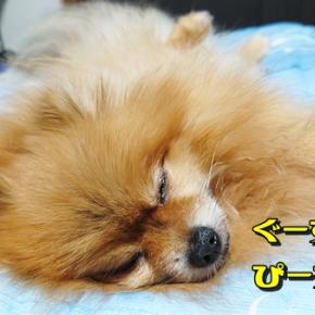 何故ポメっ子達に気を遣ってるんだろう？