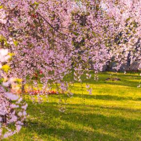 春の二条城 Part.1