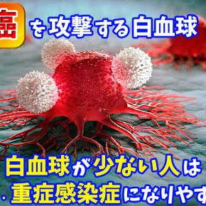 【 癌 を攻撃する 白血球 】 白血球 が 少ない人は 癌 ・ 重症感染症 になりやすい