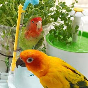 ～ No one can stop ｹﾞﾎﾞ子 ～ ※※ お食事中の方はご遠慮ください ※※