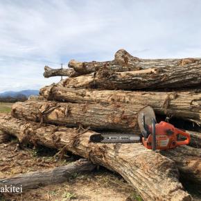 夫婦玉切り（3m丸太17本+αで150玉）