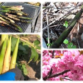 2025年竹の子狩り初日！シーズ始まってました～；北広島偏