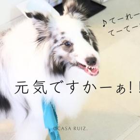 パパの初日傘とわんこクールグッズ