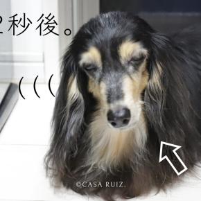 キレイ！ジーン＆ぶーたんと我が家のティランジアスタイル2