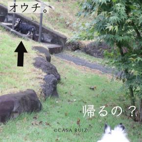 ジーンの腎不全ステージ