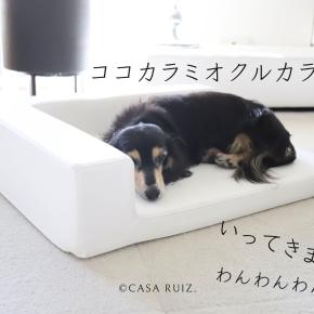 ジーンの腸炎の薬と皮膚の薬とQOL