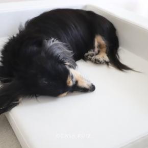 ジーンのアレルギーその後と気になっていたもの。