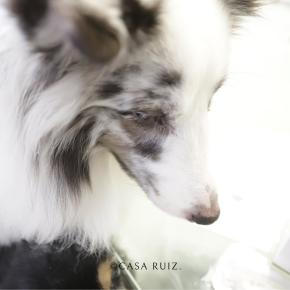 本日はさらっと