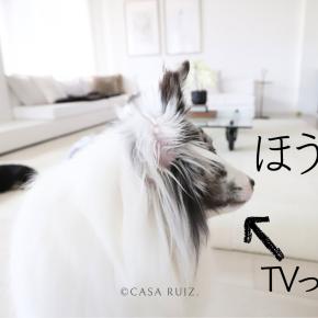 色々壊れてマイペースなわんことおしゃべり